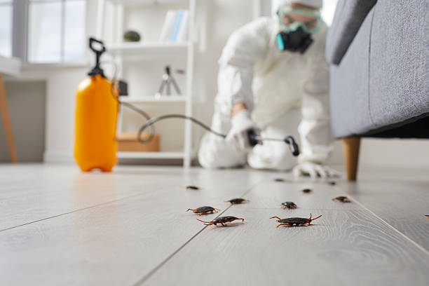 Commercial Rodent Management in Maricopa